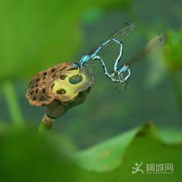 ���ص�΢���zӰ-���xƪ��6P��