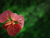 ӭ�W�\��չ��Ʒ�����t�չ
