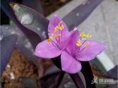 �ҵ��m��СԺ�ļ��紺