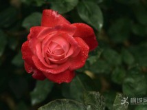 ���仨�_���g����������ȥ�����P(gu��n)��
 ĵ�����F�鴺������ˎ�m��ֻ�ĳ���