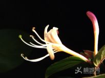 �Ҽҽ��y���_��