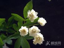 �NޱҲ����