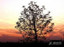 �o�İl(f��)�F(xi��n)������������߅��