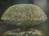��ɽС��60��һ�õľջ�չ�[