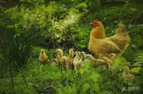 �u�����c�����ӂ�(��?ji��n)¼t�z)