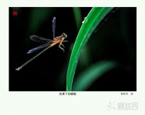 ҹĻ�µ�С���`����ġ����ѡ������㡭����