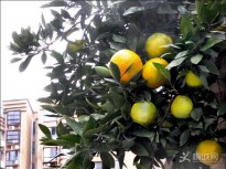 �T��