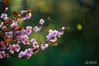 �һ�����֦